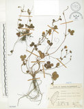 中文名:蛇莓(S065669)學名:Duchesnea indica (Andr.) Focke(S065669)