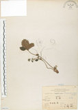 中文名:蛇莓(S066362)學名:Duchesnea indica (Andr.) Focke(S066362)