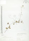 中文名:蛇莓(S066377)學名:Duchesnea indica (Andr.) Focke(S066377)