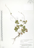 中文名:蛇莓(S074833)學名:Duchesnea indica (Andr.) Focke(S074833)