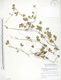 中文名:蛇莓(S077857)學名:Duchesnea indica (Andr.) Focke(S077857)