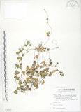 中文名:蛇莓(S078047)學名:Duchesnea indica (Andr.) Focke(S078047)