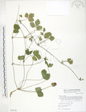 中文名:蛇莓(S078136)學名:Duchesnea indica (Andr.) Focke(S078136)