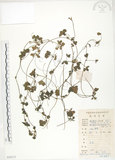 中文名:蛇莓(S078717)學名:Duchesnea indica (Andr.) Focke(S078717)