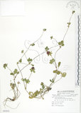 中文名:蛇莓(S082832)學名:Duchesnea indica (Andr.) Focke(S082832)