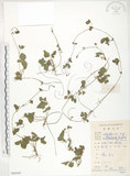 中文名:蛇莓(S084103)學名:Duchesnea indica (Andr.) Focke(S084103)