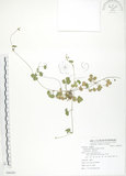 中文名:蛇莓(S086261)學名:Duchesnea indica (Andr.) Focke(S086261)