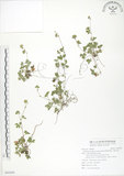 中文名:蛇莓(S092892)學名:Duchesnea indica (Andr.) Focke(S092892)