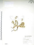 中文名:玉山金梅(S000698)學名:Potentilla leuconota Don var. morrisonicola Hayata(S000698)