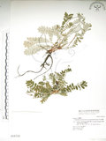 中文名:玉山金梅(S016712)學名:Potentilla leuconota Don var. morrisonicola Hayata(S016712)