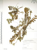 中文名:玉山金梅(S017123)學名:Potentilla leuconota Don var. morrisonicola Hayata(S017123)