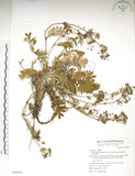 中文名:玉山金梅(S069625)學名:Potentilla leuconota Don var. morrisonicola Hayata(S069625)