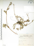 中文名:玉山金梅(S071342)學名:Potentilla leuconota Don var. morrisonicola Hayata(S071342)