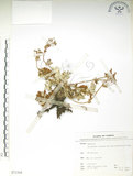 中文名:玉山金梅(S071344)學名:Potentilla leuconota Don var. morrisonicola Hayata(S071344)