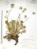 中文名:玉山金梅(S071347)學名:Potentilla leuconota Don var. morrisonicola Hayata(S071347)