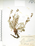 中文名:玉山金梅(S071351)學名:Potentilla leuconota Don var. morrisonicola Hayata(S071351)