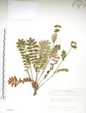 中文名:玉山金梅(S089367)學名:Potentilla leuconota Don var. morrisonicola Hayata(S089367)