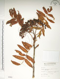 中文名:巒大花楸(S000862)學名:Sorbus randaiensis (Hayata) Koidz.(S000862)英文名:Taiwan Mountain-ash