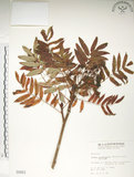 中文名:巒大花楸(S000863)學名:Sorbus randaiensis (Hayata) Koidz.(S000863)英文名:Taiwan Mountain-ash