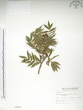 中文名:巒大花楸(S002073)學名:Sorbus randaiensis (Hayata) Koidz.(S002073)英文名:Taiwan Mountain-ash