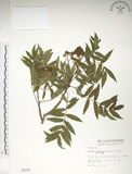 中文名:巒大花楸(S002074)學名:Sorbus randaiensis (Hayata) Koidz.(S002074)英文名:Taiwan Mountain-ash