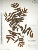 中文名:巒大花楸(S002706)學名:Sorbus randaiensis (Hayata) Koidz.(S002706)英文名:Taiwan Mountain-ash