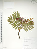 中文名:巒大花楸(S017731)學名:Sorbus randaiensis (Hayata) Koidz.(S017731)英文名:Taiwan Mountain-ash