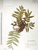 中文名:巒大花楸(S031617)學名:Sorbus randaiensis (Hayata) Koidz.(S031617)英文名:Taiwan Mountain-ash