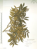 中文名:巒大花楸(S036794)學名:Sorbus randaiensis (Hayata) Koidz.(S036794)英文名:Taiwan Mountain-ash