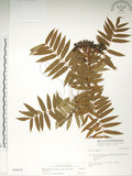 中文名:巒大花楸(S040078)學名:Sorbus randaiensis (Hayata) Koidz.(S040078)英文名:Taiwan Mountain-ash