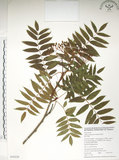 中文名:巒大花楸(S059239)學名:Sorbus randaiensis (Hayata) Koidz.(S059239)英文名:Taiwan Mountain-ash