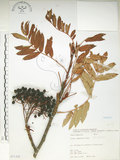 中文名:巒大花楸(S071352)學名:Sorbus randaiensis (Hayata) Koidz.(S071352)英文名:Taiwan Mountain-ash