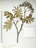中文名:巒大花楸(S071367)學名:Sorbus randaiensis (Hayata) Koidz.(S071367)英文名:Taiwan Mountain-ash