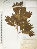中文名:巒大花楸(S073254)學名:Sorbus randaiensis (Hayata) Koidz.(S073254)英文名:Taiwan Mountain-ash