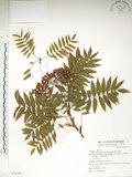 中文名:巒大花楸(S076747)學名:Sorbus randaiensis (Hayata) Koidz.(S076747)英文名:Taiwan Mountain-ash