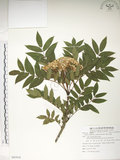 中文名:巒大花楸(S085916)學名:Sorbus randaiensis (Hayata) Koidz.(S085916)英文名:Taiwan Mountain-ash