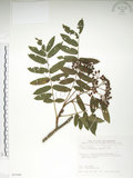 中文名:巒大花楸(S087684)學名:Sorbus randaiensis (Hayata) Koidz.(S087684)英文名:Taiwan Mountain-ash