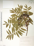 中文名:巒大花楸(S089366)學名:Sorbus randaiensis (Hayata) Koidz.(S089366)英文名:Taiwan Mountain-ash