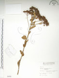 中文名:臺灣繡線菊(S000856)學名:Spiraea formosana Hayata(S000856)