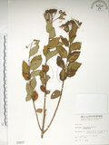 中文名:臺灣繡線菊(S000857)學名:Spiraea formosana Hayata(S000857)