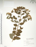 中文名:臺灣繡線菊(S003833)學名:Spiraea formosana Hayata(S003833)