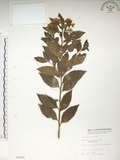 中文名:臺灣繡線菊(S005281)學名:Spiraea formosana Hayata(S005281)