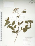 中文名:臺灣繡線菊(S005345)學名:Spiraea formosana Hayata(S005345)