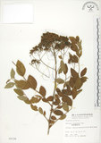 中文名:臺灣繡線菊(S005726)學名:Spiraea formosana Hayata(S005726)