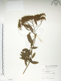 中文名:臺灣繡線菊(S006132)學名:Spiraea formosana Hayata(S006132)