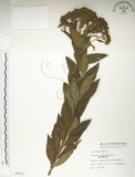 中文名:臺灣繡線菊(S006812)學名:Spiraea formosana Hayata(S006812)