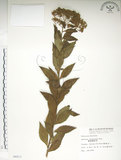 中文名:臺灣繡線菊(S006813)學名:Spiraea formosana Hayata(S006813)