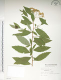 中文名:臺灣繡線菊(S008369)學名:Spiraea formosana Hayata(S008369)