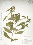 中文名:臺灣繡線菊(S013437)學名:Spiraea formosana Hayata(S013437)