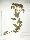 中文名:臺灣繡線菊(S017870)學名:Spiraea formosana Hayata(S017870)